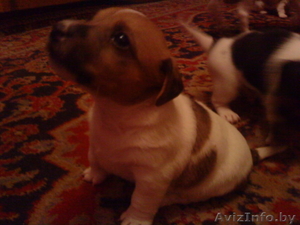 Щенок Джек Рассел Терьера #18623