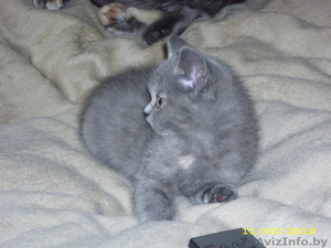 Британский котёнок( девочка ) #14517