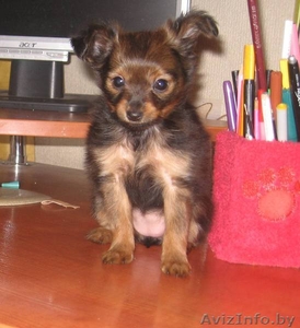 той-терьер дл/ш продам Минск #16357