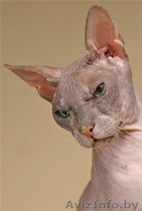 Кот донской сфинкс. Вязка #14745