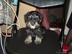 Продается щенок Цвергшауцера! #17366