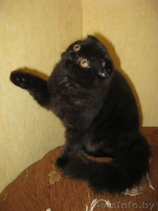 котенок хайленд-фолд #15451