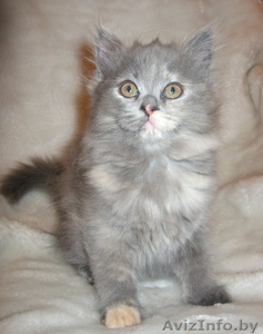 Британская кошечка продается #17494