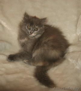 Британский котенок продается #15546
