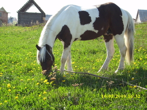 конные прогулки #11794