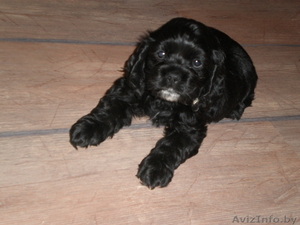 американского кокер спаниеля щенки #14362