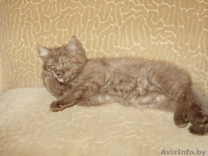британский короткошерстный котенок #16637