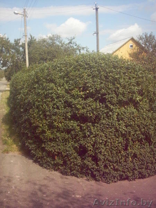 Бирючина обыкновенная #12275