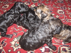 щенки малого пуделя #14284