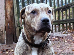 Девочка питбультерьера в дар #25582