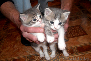 Отдам котят в хорошие руки  #27329