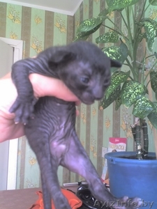 Котята породы Корниш-рекс #25576