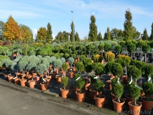 Ландшафтные растения из Европы. Доставка. Низкие цены. #27397