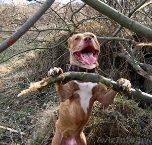 крупный рыже-тигровый питбуль в дар #25581