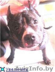 Девочка тигровая,  молодая предположительно до 4 лет #21142