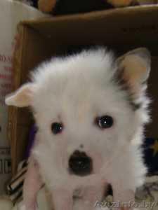 Щенок китайской хохлатой собаки #19491