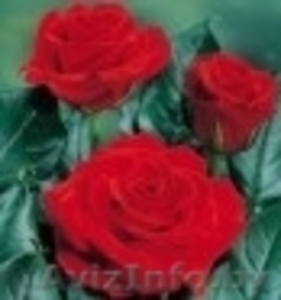 саженцы чайно-гибридных роз #27525