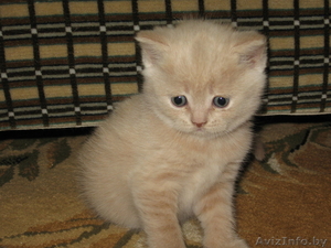 Котенок (Британец) #23654