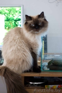 персидские чистокровные котята #26475