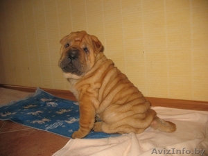 шарпей щенки будущие чемпионы #26302