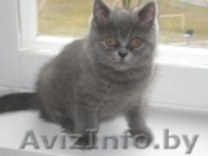 Британский котенок (девочка) #19435