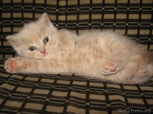 Британский короткошерсный котёнок #27021
