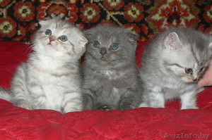 Шотландские вислоухие котята с родословной (можно без родословной),  привиты #23639