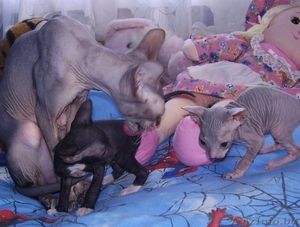 сфинкса котят продам #21718