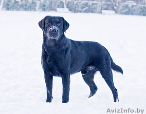 Щенки лабрадора черного окраса. #27450