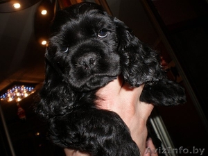 щенки американского кокер спаниеля #20802