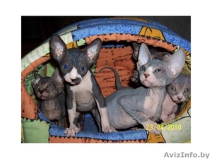 котята канадского сфинкса 1 #35186