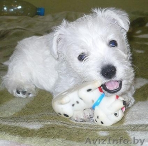 Щенки вест хайленд уайт терьер #33579
