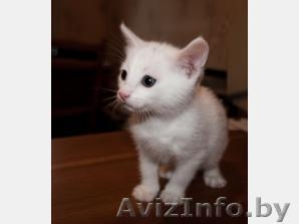 отдам котенка 1, 5 мес. в хорошие руки #29552