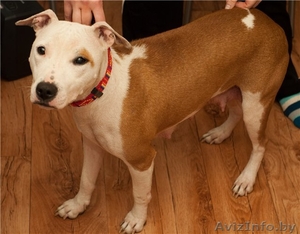 Мила -молоденькая девочка американского стаффордширского терьера в дар #27741