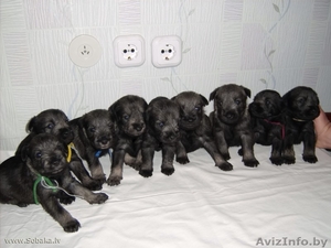 щенки миттельшнауцера #34653