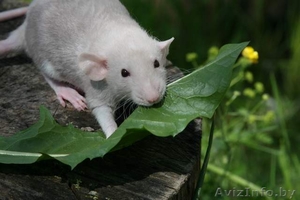 Крысята из питомника! #35091