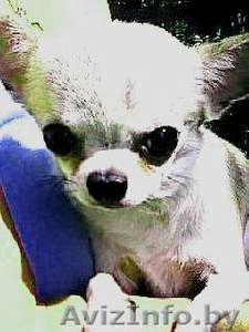 вязка кобеля ЧИХУА ХУА #34069