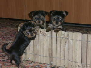 щенки йокширского терьера #35477