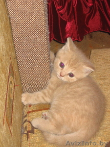 Замечательный британский котенок #30296