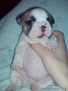 продаются щенки французского бульдога #33001