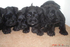 Щенки цвергшнауцера с родословной от родителей чемп. 80297857668 #30140