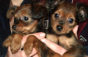 щенки той-терьера длинношерстные #32479