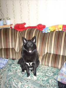 продам щенков русско-европейской лайки #30430