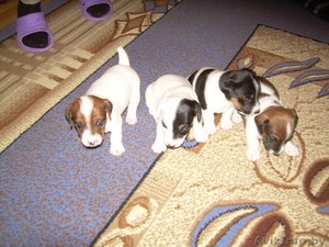 продаю щенков джек рассел терьера #28351