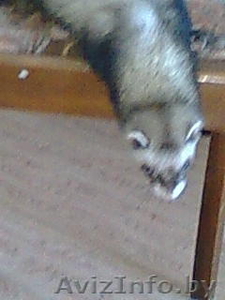 малышка ищет новый дом #29270