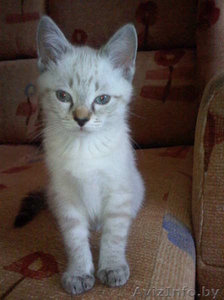 Котёнок в хорошие руки #29567