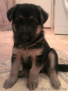 щенок немецкой овчарки (26.04.10) с отличной родословной #29565