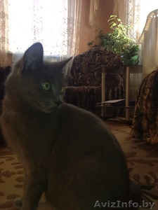 Котята,  русской голубой,  смешанные. #29808