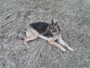 Немецкой овчарки щенки с отличной родословной #27771