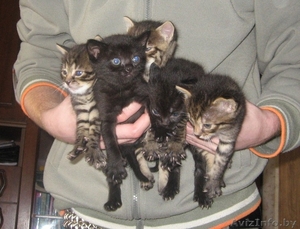 Котята безвозмездно,  то есть даром! #36743